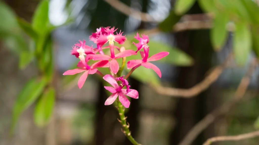 Orquídea Epidendrum 