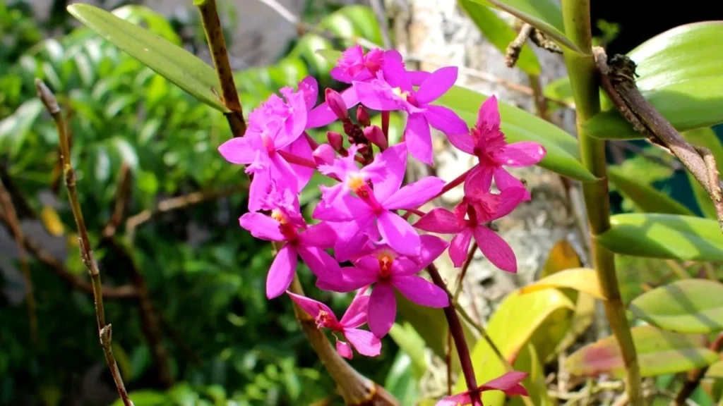 Orquídea Epidendrum 