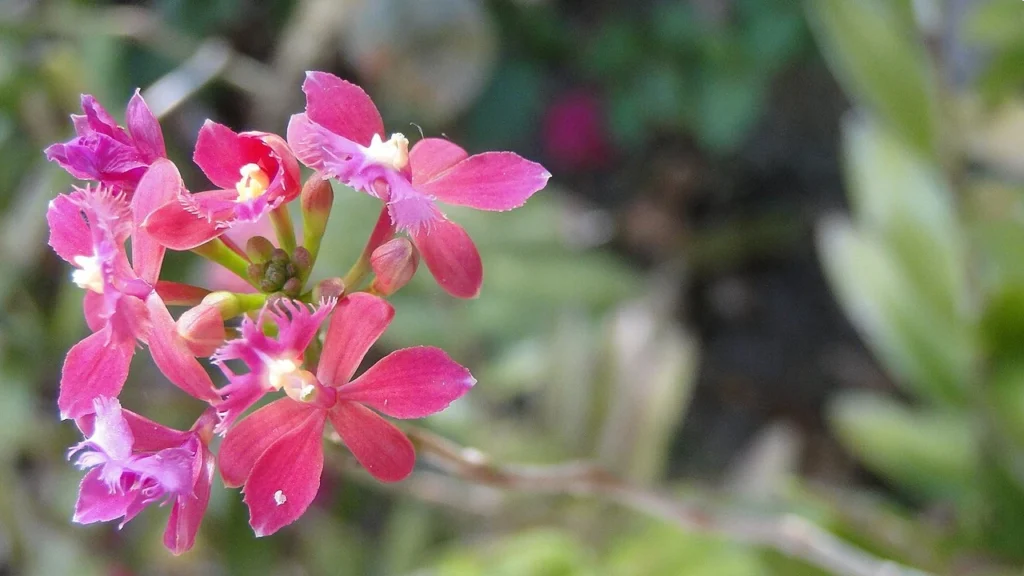 Orquídea Epidendrum 