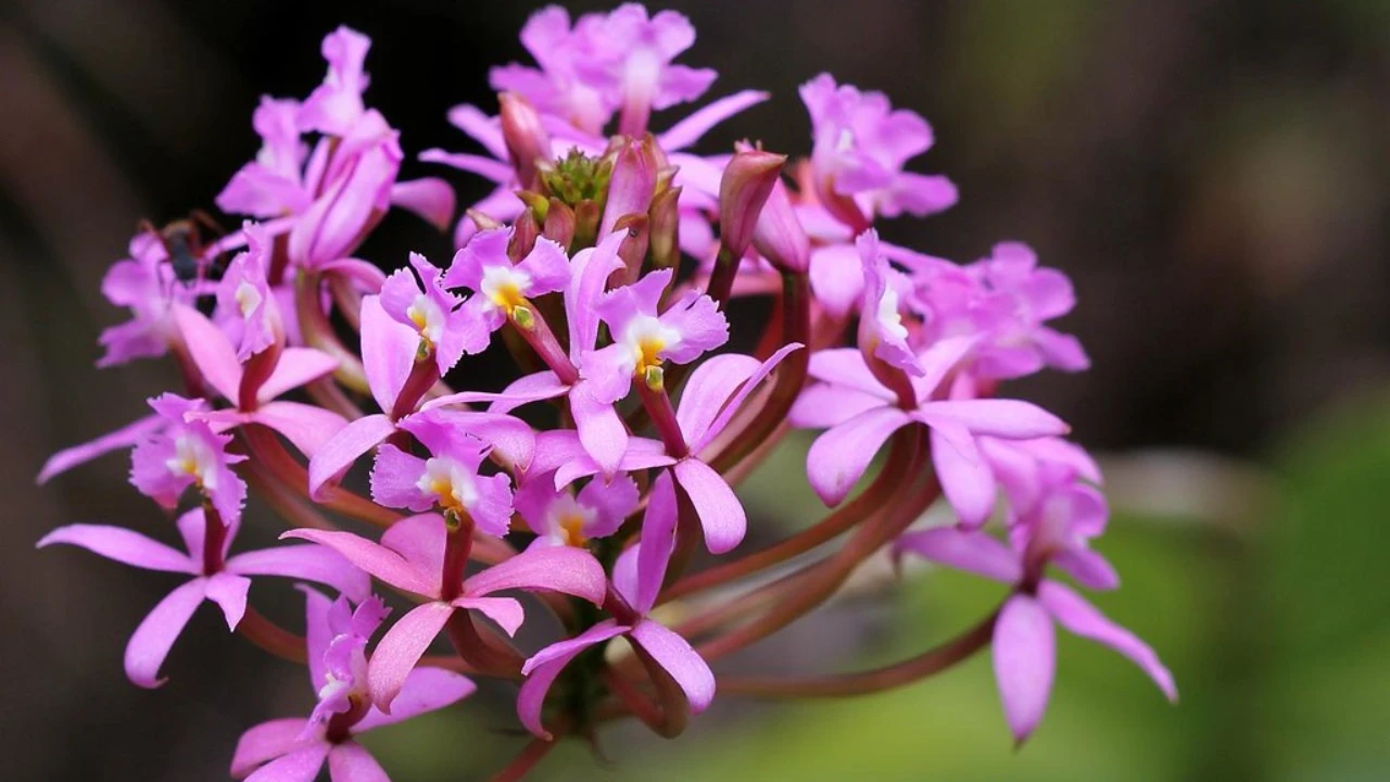 Orquídea Epidendrum