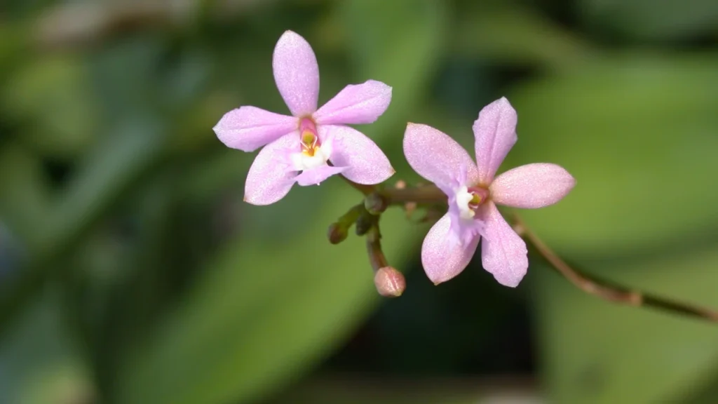 Orquídea Epidendrum 