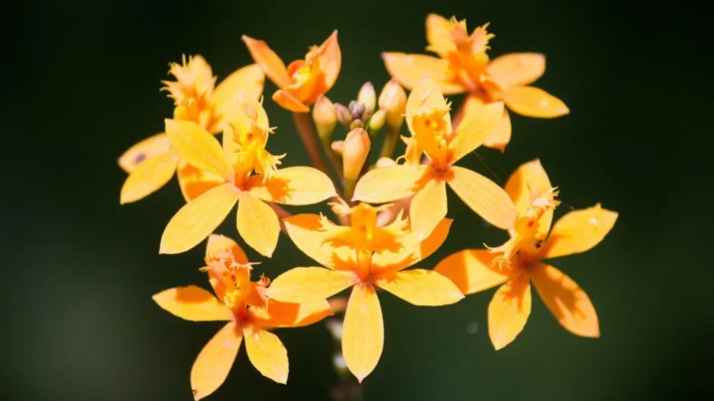 Orquídea Epidendrum 