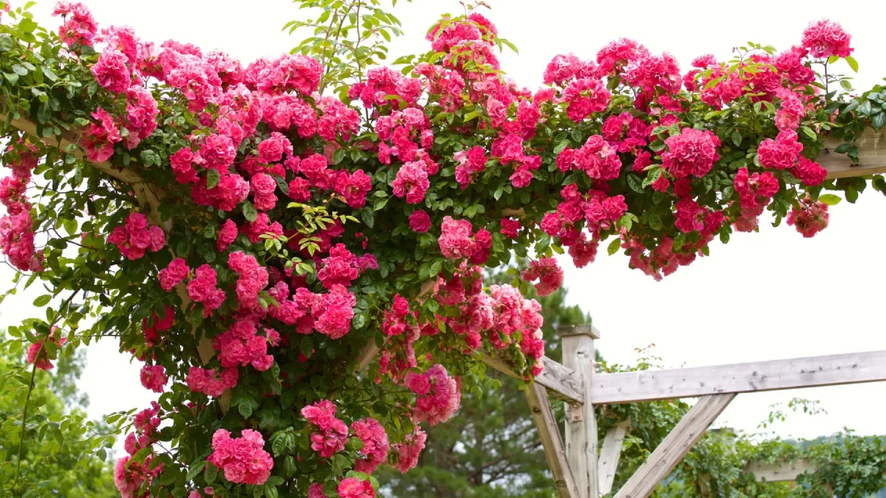 ROSA-TREPADEIRA (Rosa wichuraiana)