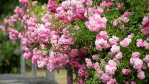 ROSA-TREPADEIRA (Rosa wichuraiana)