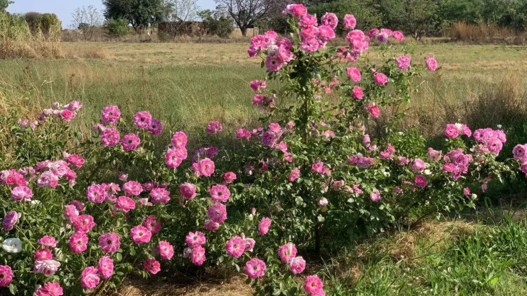 ROSA-TREPADEIRA (Rosa wichuraiana)