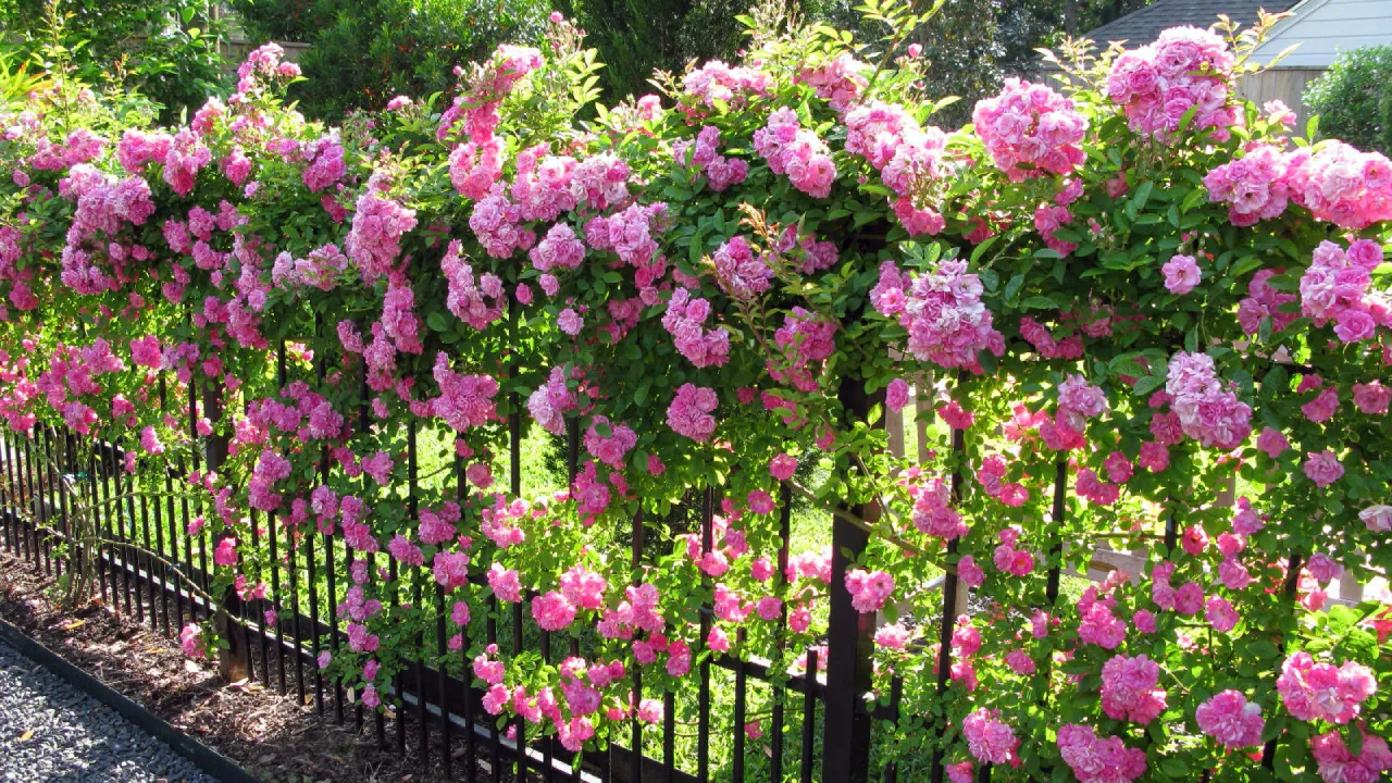 ROSA-TREPADEIRA (Rosa wichuraiana)