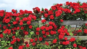 ROSA-TREPADEIRA (Rosa wichuraiana)