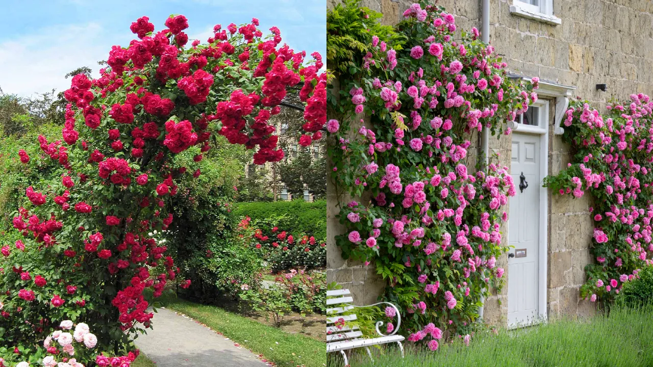 ROSA-TREPADEIRA (Rosa wichuraiana)
