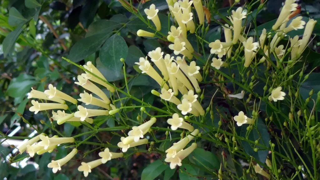 Russelia branca