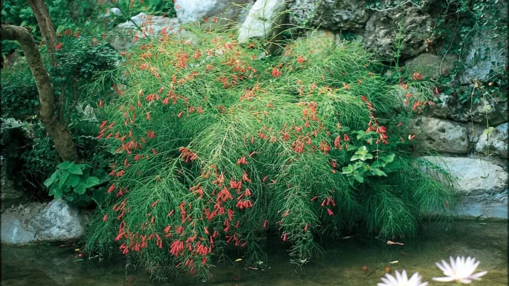 Russelia