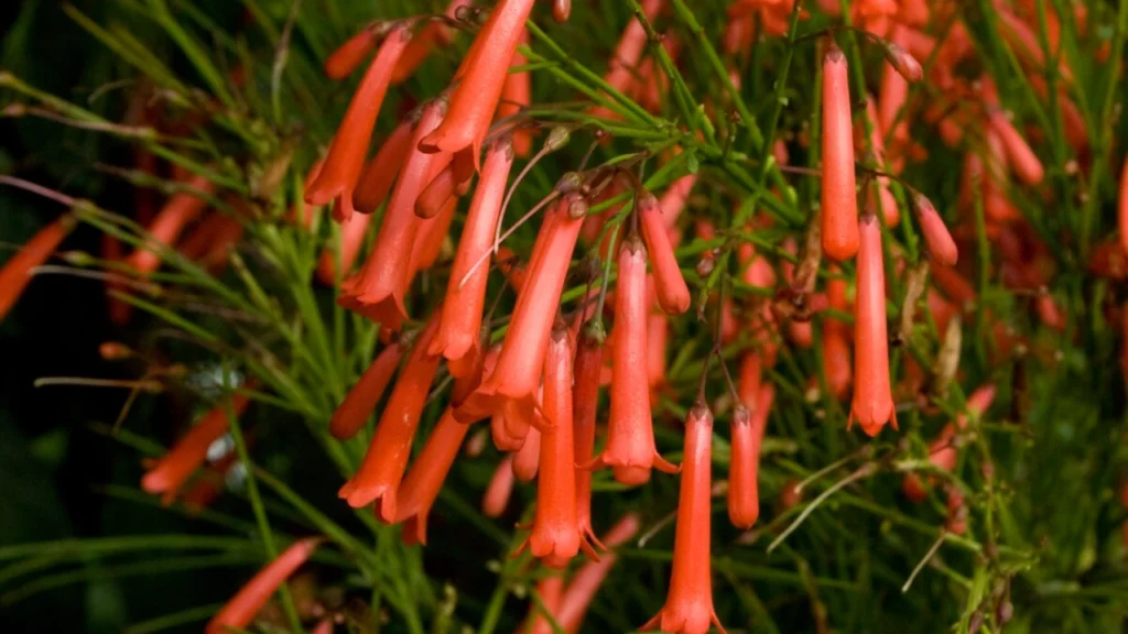 Russelia laranja