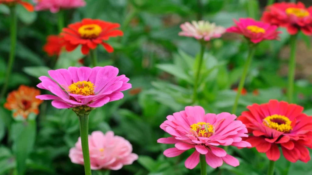 Zínia (Zinnia elegans)