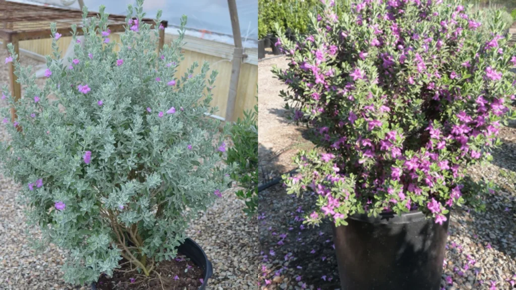 chuva de prata Leucophyllum frutescens (1)