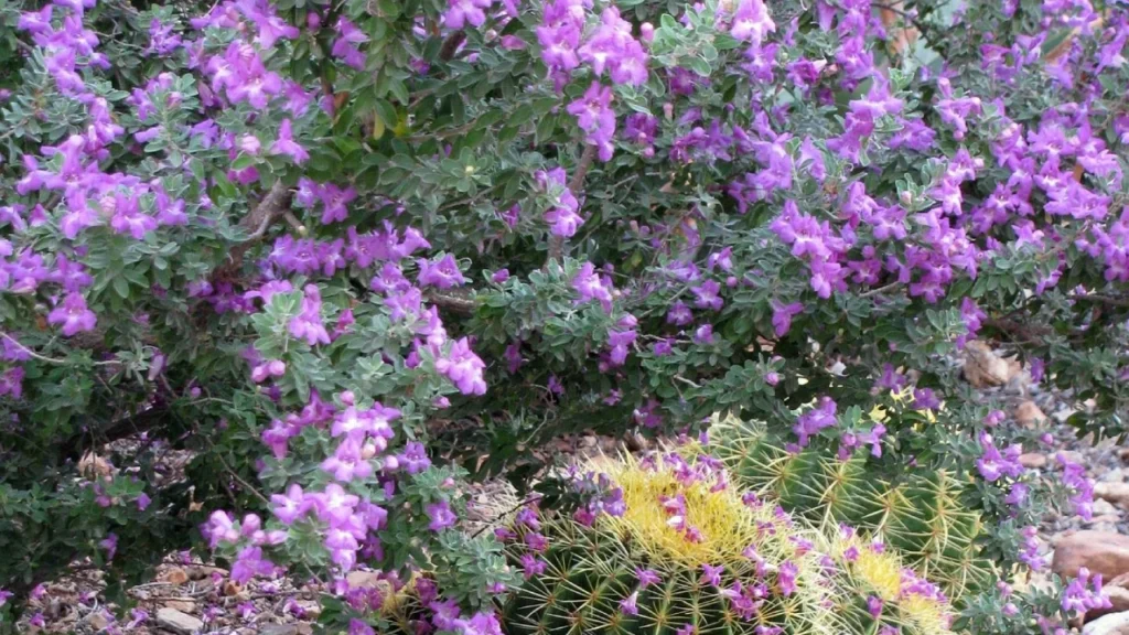chuva de prata Leucophyllum frutescens