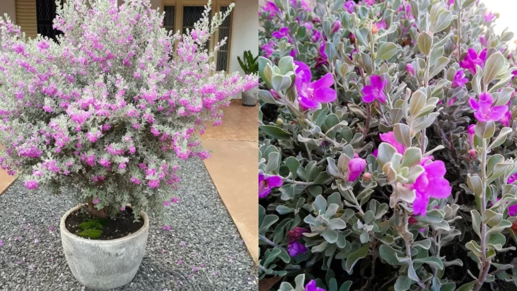 chuva de prata Leucophyllum frutescens (4)