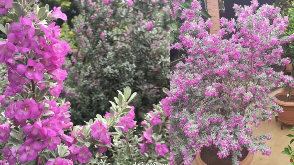 chuva de prata Leucophyllum frutescens (5)
