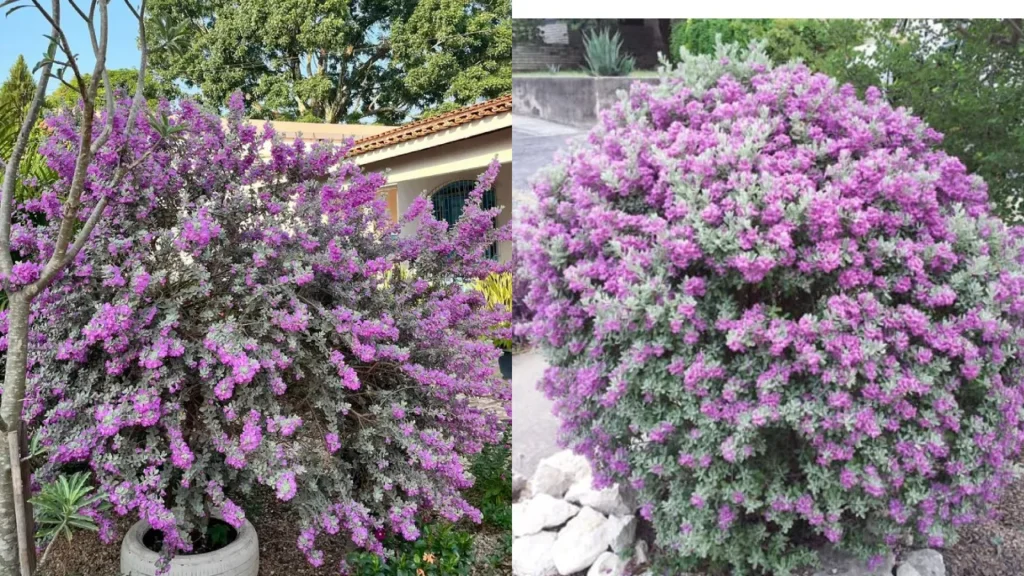 chuva de prata Leucophyllum frutescens (6)