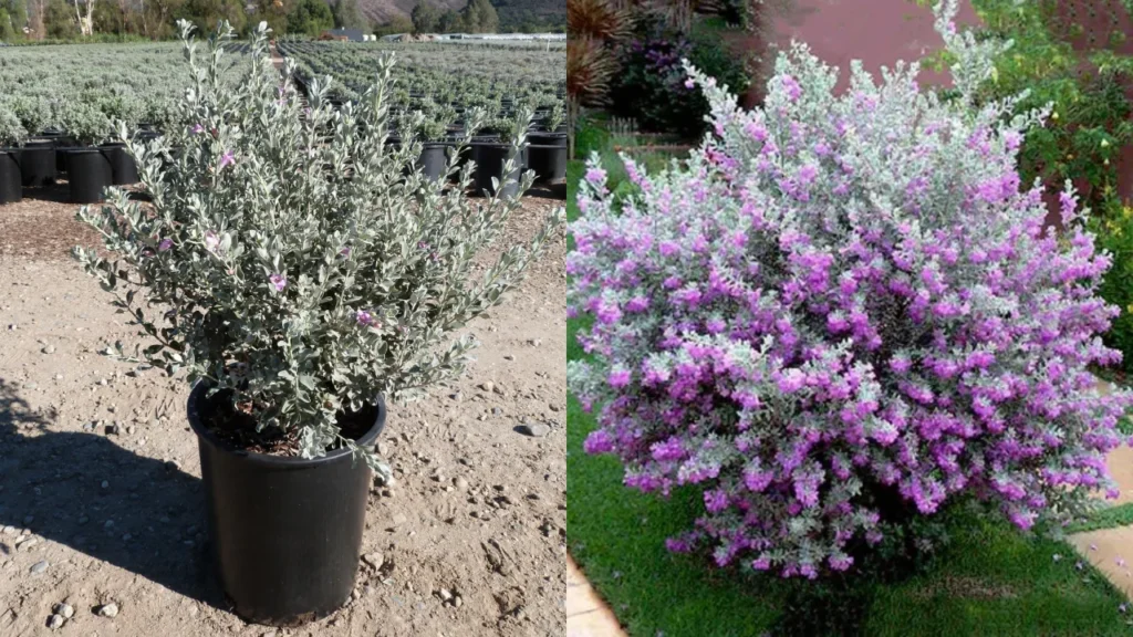 chuva de prata Leucophyllum frutescens mosaico (1)