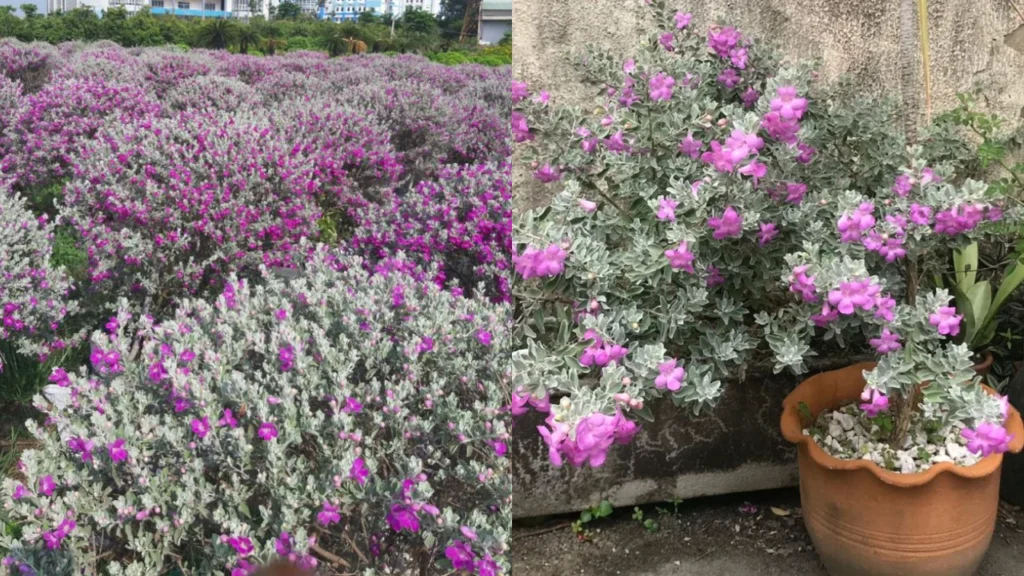 chuva de prata Leucophyllum frutescens mosaico