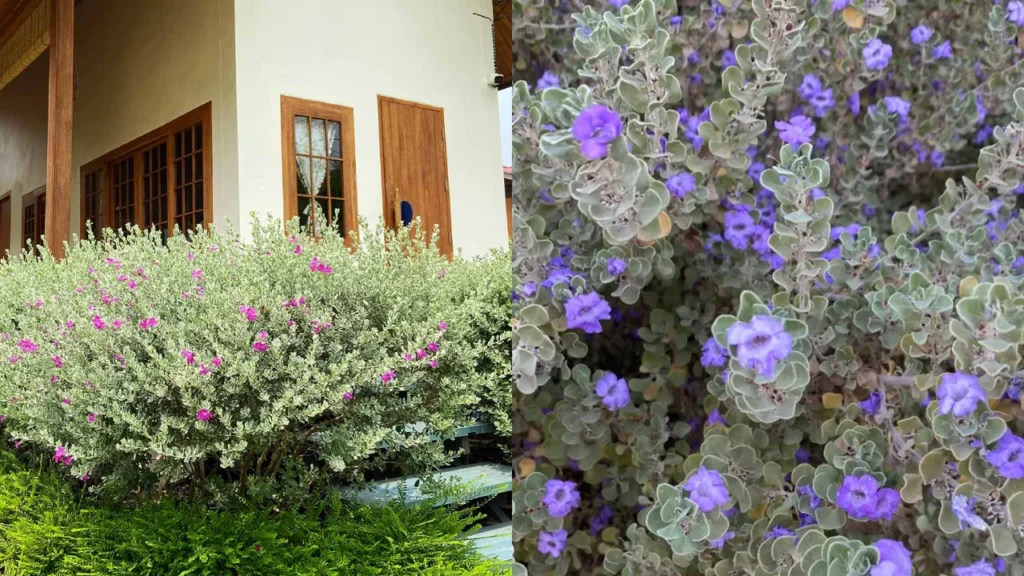 chuva de prata Leucophyllum frutescens mosaico (2)