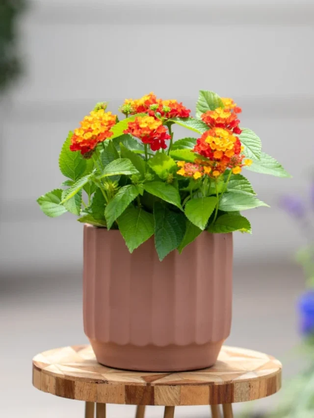 Você Também Comete Esses Erros Com Sua Lantana?