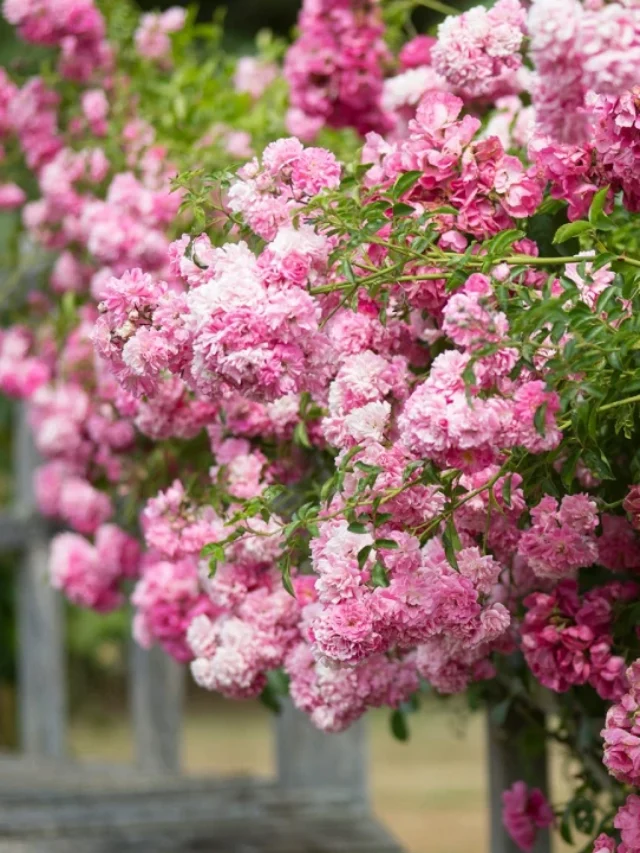 5 Erros Comuns Que Maltratam Sua Rosa-Trepadeira