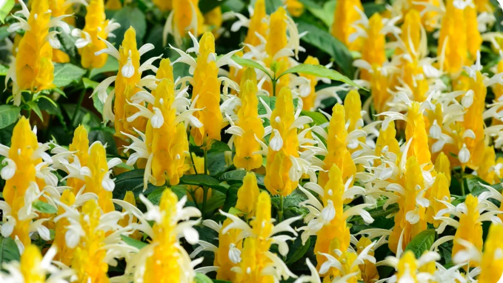 Camarão-amarelo