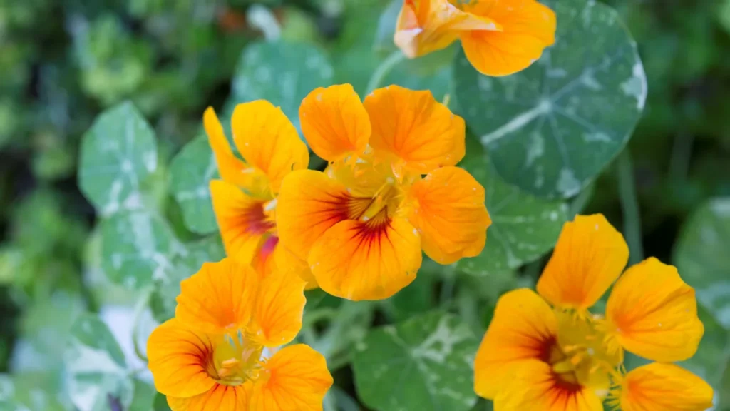 Capuchinha (Tropaeolum majus)