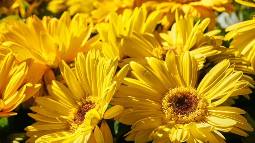 Margarida-amarela (Euryops pectinatus)