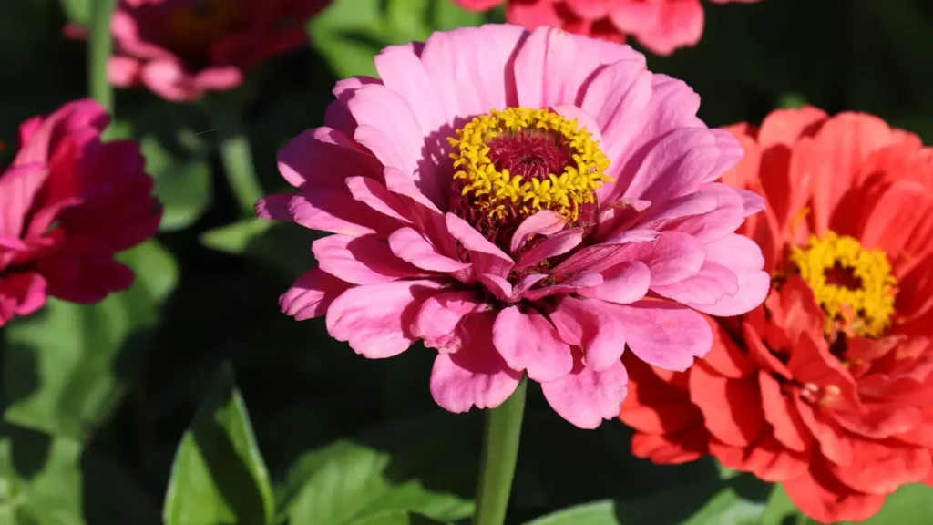 Zínia (Zinnia elegans)