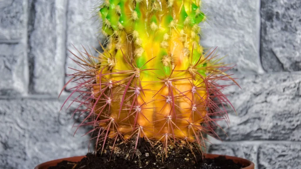 Cacto amarelado