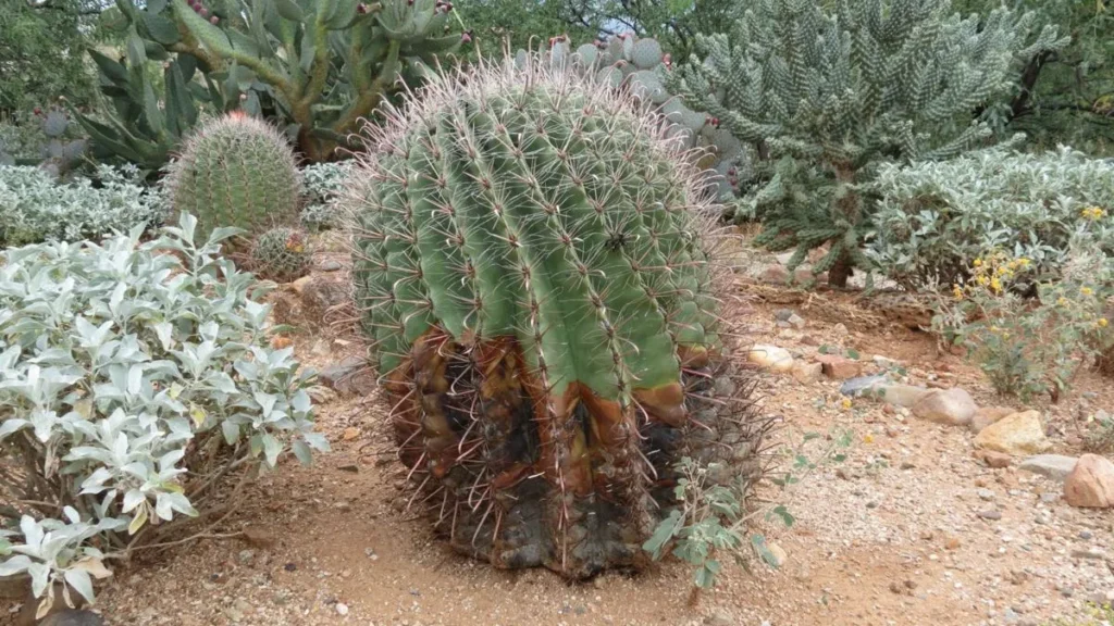 Cacto amolecido