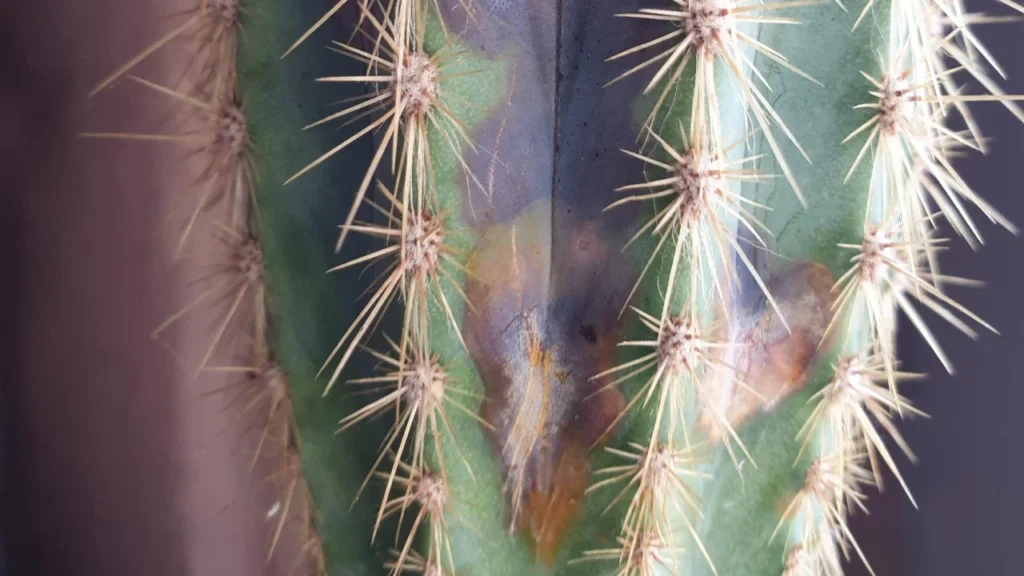 Cacto com manchas escuras