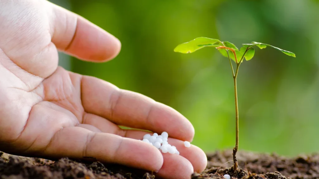 adubando planta