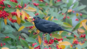 5 Árvores Frutíferas Que Vão Encher Seu Quintal de Pássaros