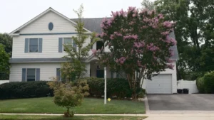 7 Árvores Para Sombra Sem Bagunça: Ideais Para Jardins e Garagens