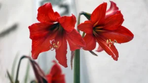Amarílis: Aprenda Tudo Sobre Essa Planta
