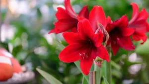 Amarílis: Aprenda Tudo Sobre Essa Planta