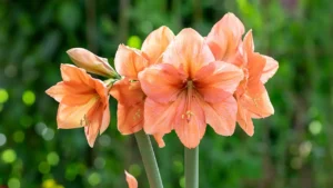 Amarílis: Aprenda Tudo Sobre Essa Planta