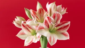 Amarílis: Aprenda Tudo Sobre Essa Planta