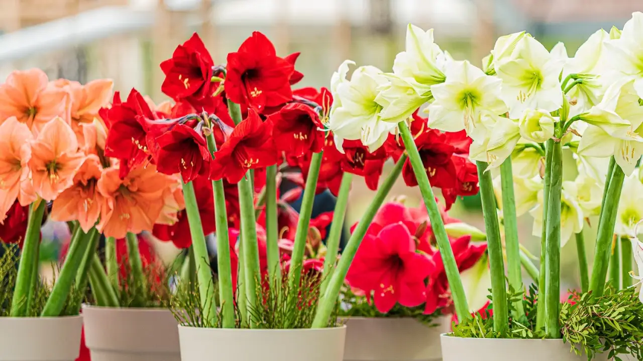 Amarílis: Aprenda Tudo Sobre Essa Planta