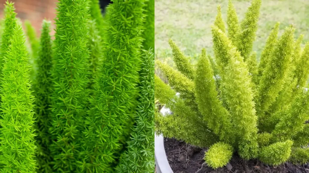 Aspargo Rabo-de-Gato