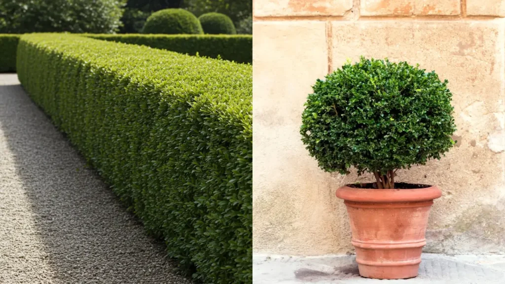 Buxinho (Buxus sempervirens)