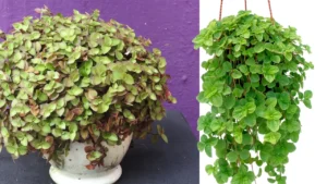 Dinheiro-em-penca: Aprenda Tudo Sobre Essa Planta