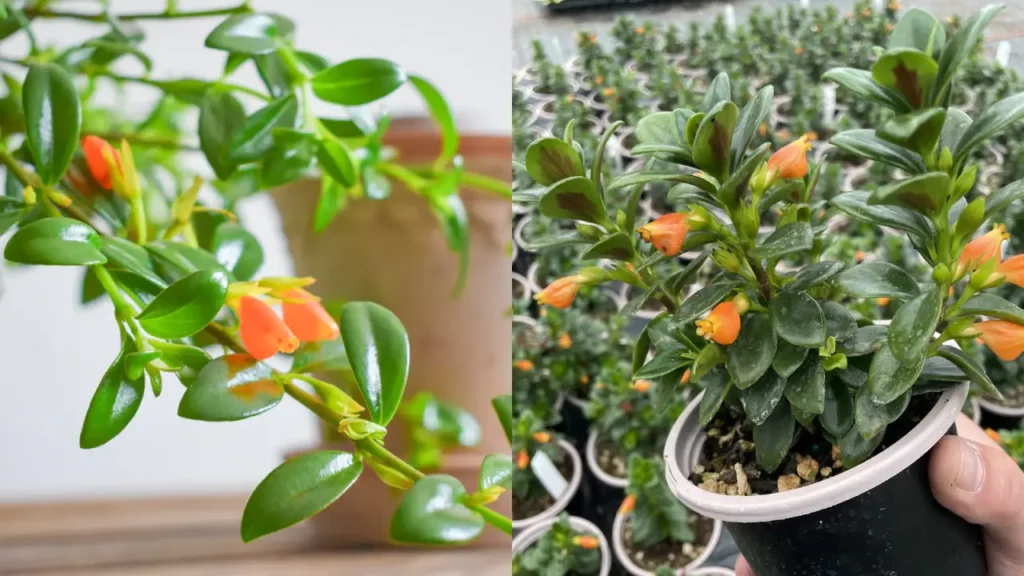 Columéia-peixinho (Nematanthus wettsteinii)