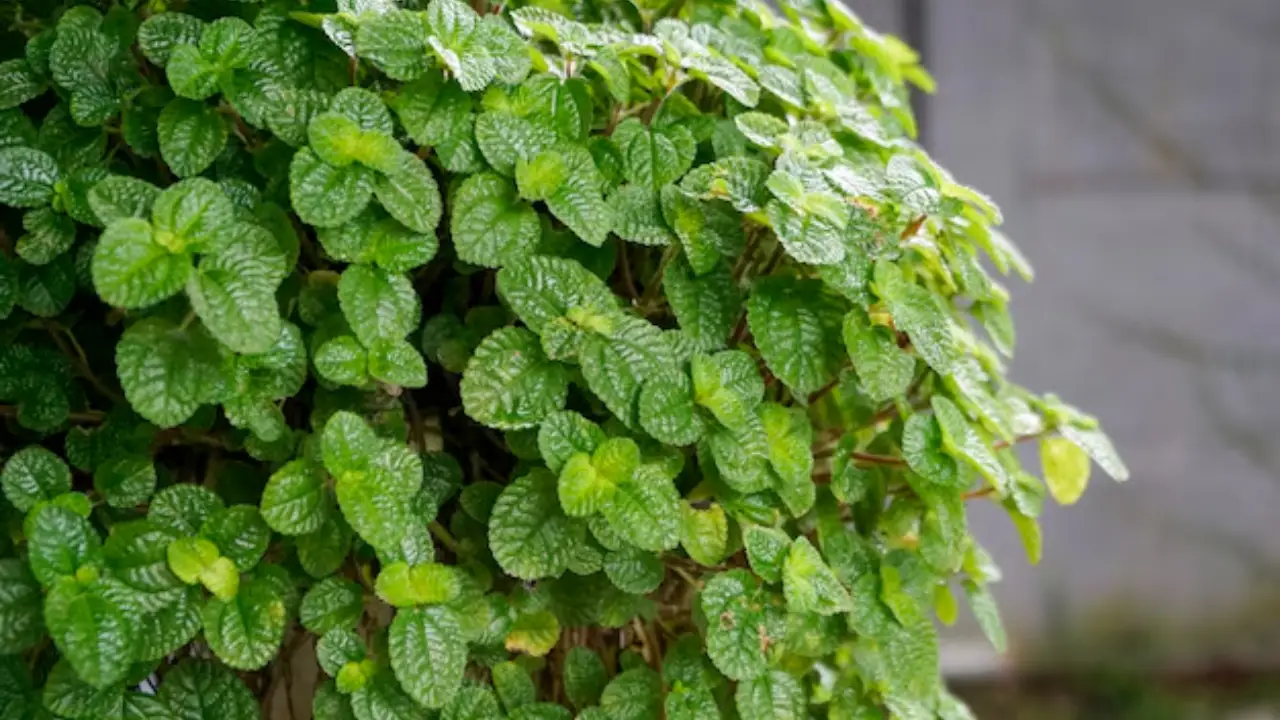Dinheiro-em-penca: Aprenda Tudo Sobre Essa Planta