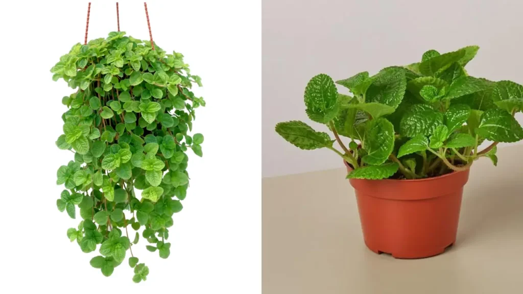 Dinheiro-em-penca: Aprenda Tudo Sobre Essa Planta
