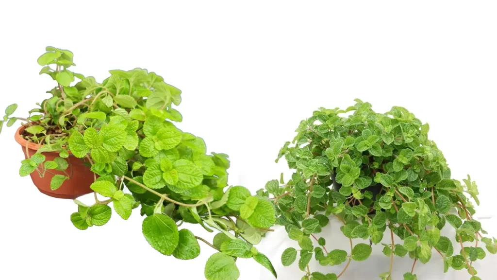 Dinheiro-em-penca: Aprenda Tudo Sobre Essa Planta
