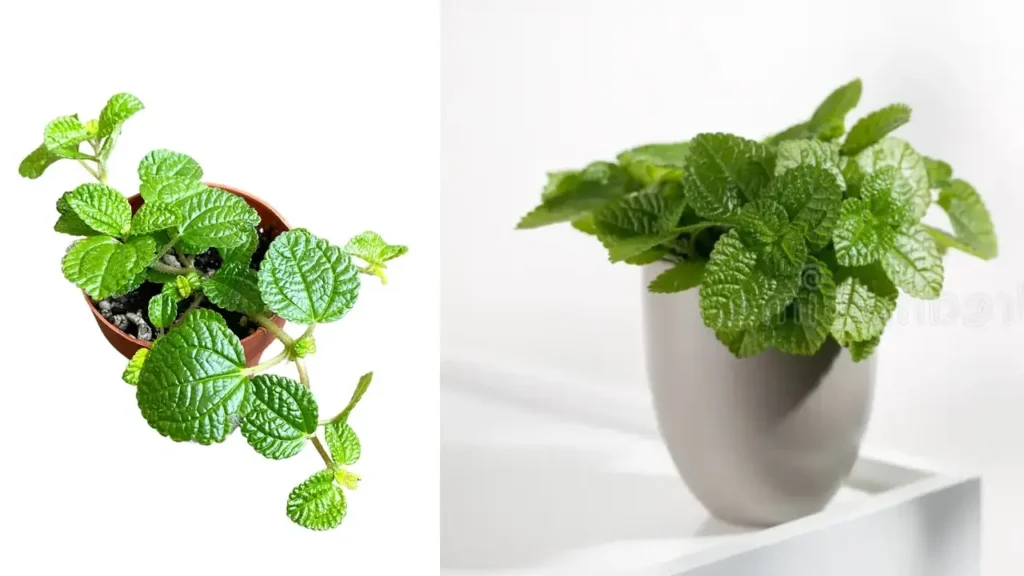 Dinheiro-em-penca: Aprenda Tudo Sobre Essa Planta
