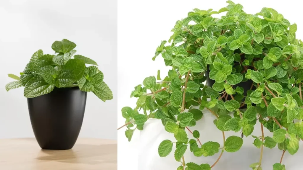 Dinheiro-em-penca: Aprenda Tudo Sobre Essa Planta